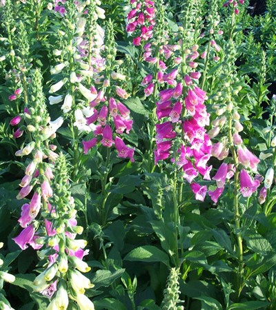 Foxglove Foxy